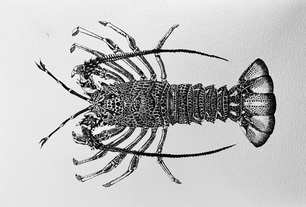 Crayfish- Southern Rock Lobster