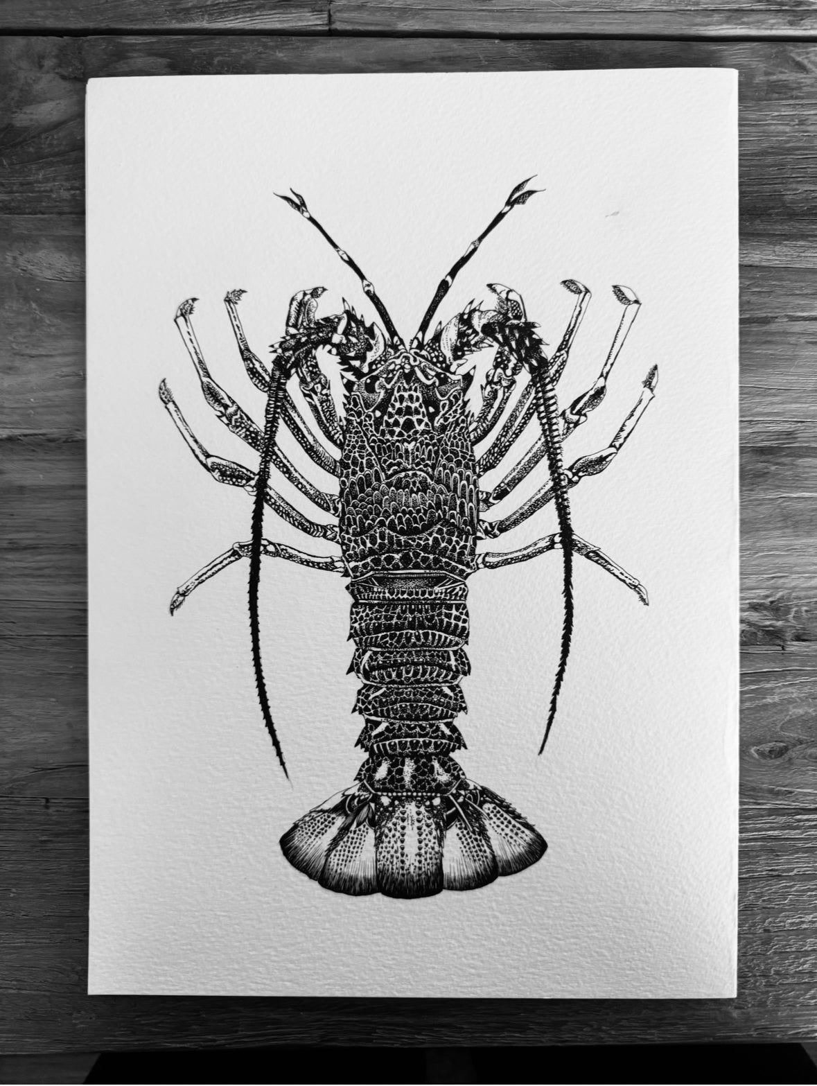 Crayfish- Southern Rock Lobster