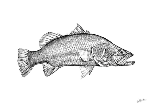 Barramundi Fine Art Prints