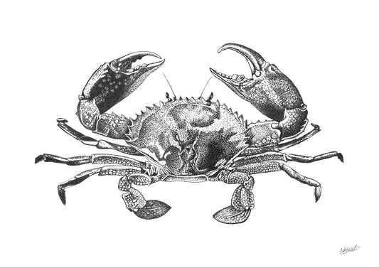 Mud Crab Fine Art Print