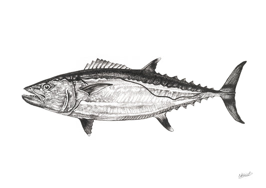 Dogtooth Tuna