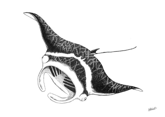 Manta Ray fine art print
