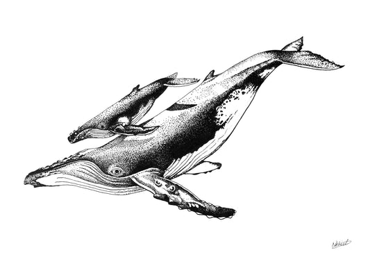 Humpback Whale Mother and Calf