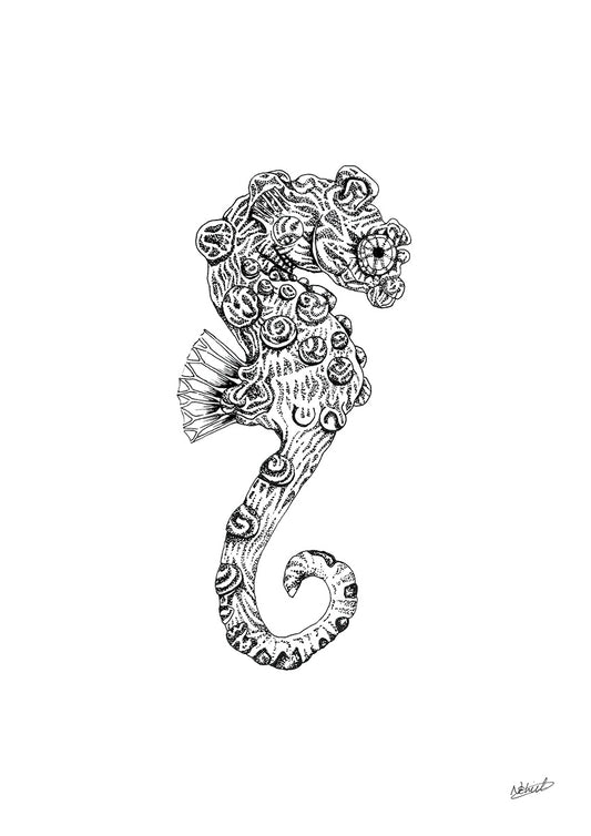 Pygmy sea horse
