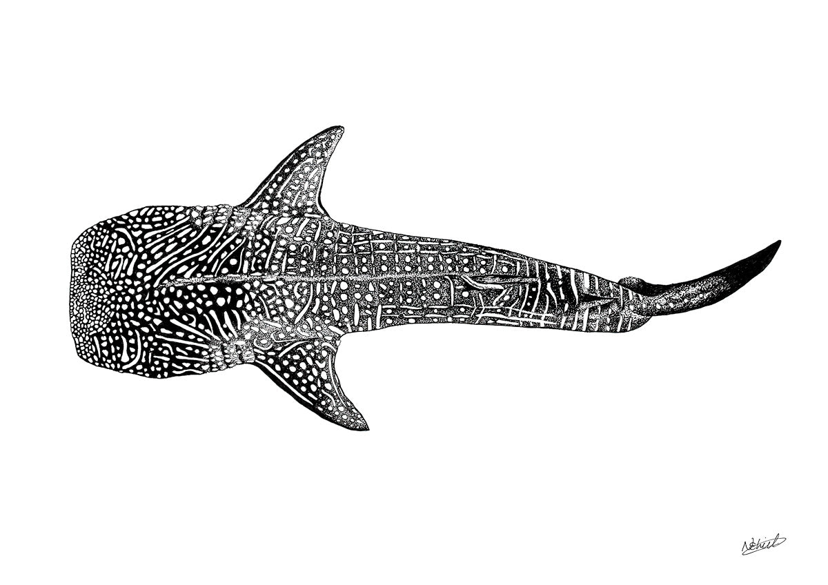 Realistic Whale Shark Coloring Page Free Printable Free Printable